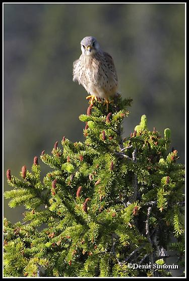 faucon crécerelle